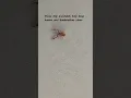 Download Lagu Pseudoscorpions: Tiny Guardians of Your Home