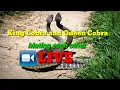 Download Lagu King Cobra and Queen Cobra ( mating each other) LIVE caught on camera