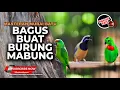 Download Lagu Masteran Cucak Cungkok Gacor Ngebren vs Srindit Isian Cililin Masteran Murai Batu