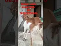Download Lagu Pati kambing murah