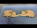 Internal Structures of the Sheep Brain