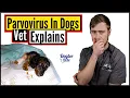 You NEED To Do This If You Want To Save Your Dog Suffering From Parvo Vet Explains