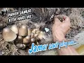 Download Lagu Cari jamur sawit/ jamur paling enak, #jamurliar