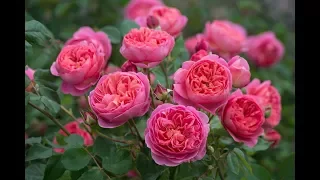 Чому квіти не в януть 