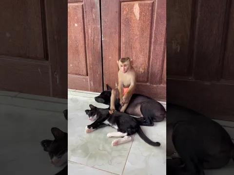 Best video Of CUTE Sokhaa And fun , ADORABLE Animal WILL MAKE YOU SMILE #shorts