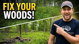 This Is What a Managed Forest Actually Looks Like