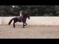 Download Lagu MADRID RM, 3Yr old Stud colt, under Saddle 33 days.