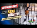 Download Lagu Rawatan murai batu saat dorong ekor yang tepat.