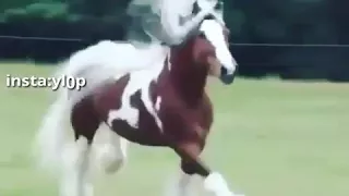 شدت خيول العوالق ليتني عولقي اشتركوا بالقناااه 