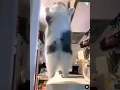 Download Lagu Cute Cat Aserehe.. #cat #cute #funny #dance