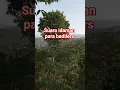Suara ayam hutan jantan di alam liar