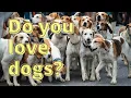 Dog Lovers Love Our Pet Coffee Mugs Seed Idea Designs