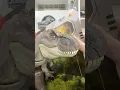 Download Lagu REBIRTH REX IS BEST! Lab Lockdown T-rex Toy from Jurassic World Rebirth | CollectJurassic.com