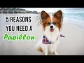 Top 5 Reasons You Need a Papillon Dog Percy the Papillon Dog