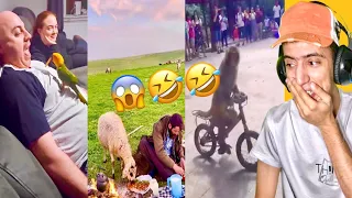 تجميعة فيديوهات للحيوانات هتفصلك ضحك كوميدي كوميديا كوميدية 