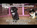 MALTIPOO PUPPIES FOR SALE GEORGIA LOCAL BREEDERS GWINNETT COUNTY GA