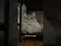 Download Lagu Jk she’ll always be my sweet baby angel 😇 #catshorts #cutecat #girlcat  