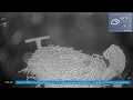 Osprey Cam Live 4K - Oyster Bay NY