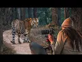 Download Lagu Waanzinnige Indiase tijgersafari in Kanha (je gelooft niet wat we zagen)