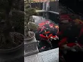 Download Lagu A Koi Fish Paradise: Watch This Huge Koi Pond