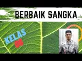 Download Lagu Berbaik Sangka | Kelas 6 | Pendidikan Agama Islam dan Budi Pekerti