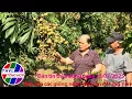 Download Lagu Bản tin thị trường (26/7/2025): Bảo tồn các giống nhãn đặc sản ở Hưng Yên