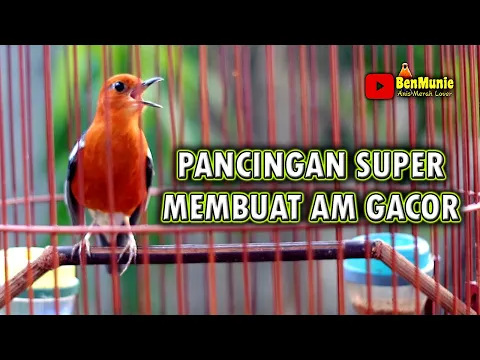 Download MP3 BANYAK ANIS MERAH BUNYI KARENA SUARA ANIS MERAH INI SANGAT AMPUH UNTUK PANCINGAN