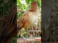 Download Lagu langkah dan mewah RoLL tembakan burung cucak koreng #gacor #kicaumaniabird