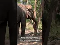 Download Lagu Update on newly rescued elephant Kham Phaeng