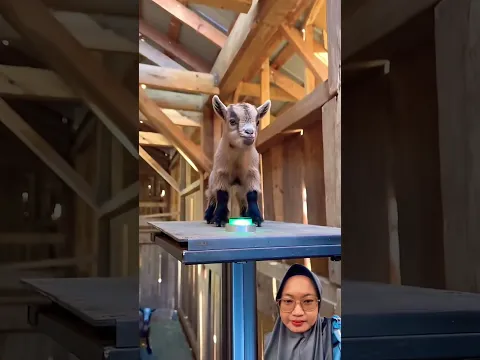 TOMBOL NAIK KE ATAS ‼️#lucu #comedy #funny