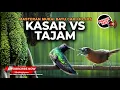 Download Lagu 🔴Masteran Murai Batu Kompilasi Tajam Kasar Full Tembakan Cucak Cungkok Kolibri Kelapa Tepus Pala Abu