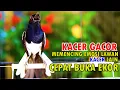 Download Lagu KACER GACOR MEMANCING EMOSI LAWAN, BIKIN KACER LAIN CEPAT BUKA EKOR