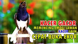 Download KACER GACOR MEMANCING EMOSI LAWAN, BIKIN KACER LAIN CEPAT BUKA EKOR MP3