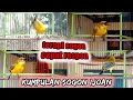 Download Lagu TERAPI SOGON IJOAN PANCINGAN MUDAH NYAUT BIKIN GACOR   #sogonijoan #terapisogon #pancingansogonijoan