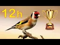 Download Lagu Goldfinch 12h The BEST Song