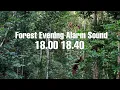 Download Lagu SUARA ASLI HUTAN KALIMANTAN - SAAT MENJELANG MAGRIB || Hutan || Hewan