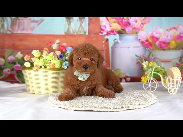 動画