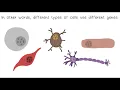 DNA Chromosomes Genes