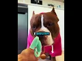 Lagu Ik verwen mijn miljonairhond elke ochtend ๐๐พ