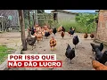 Download Lagu POR QUE GALINHA DÁ PREJUÍZO ?
