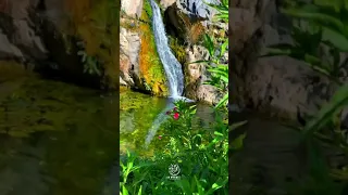 و الي كتبه الله على العبد جاري والرزق للانسان و الموت مضمون عين الذيبه عسير 