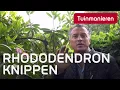 Download Lagu Rododendron snoeien: hoe doe je dat? | Tuinmanieren
