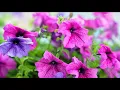 Grow with KARE Summer flowers revival