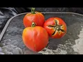 Why do tomatoes crack