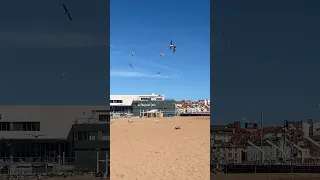 Dachshund vs Seagulls😂 #dog #dachshund #beach #funny
