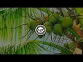 Download Lagu AYANG MOROBE(2020)-Aross ft.Tasik Yard|5-Star \u0026 Ruxz Mahn