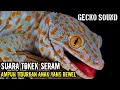 Download Lagu SUARA TOKEK SERAM, SUARA TOKEK PENGANTAR TIDUR, GECKO SOUND