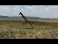 THE WOMAN WHO LOVES GIRAFFES - official US Trailer