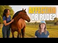 When Your Horse Turns Its Head Away - And 6 Other Behaviors People Misread