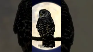 قصة الدب الصغير الذي لا يريد أن ينام قصص قبل النوم 